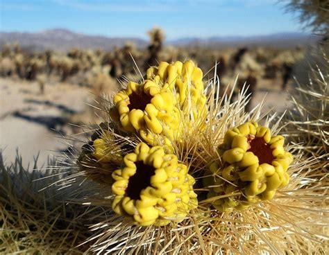 But nowadays, this genus is autonomous and includes about 33 species. Joshua Tree National Park - Love Your RV | RV Blog
