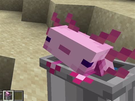 I Made Axolotl In A Bucket Somehow More Cute Rminecraft