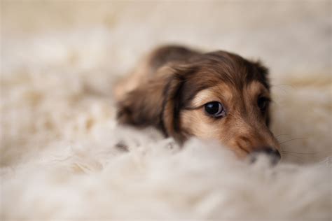 With the lowest prices online, cheap shipping rates. TORONTO DOG PHOTOGRAPHER: ADORABLE DACHSHUND PUPPY ...