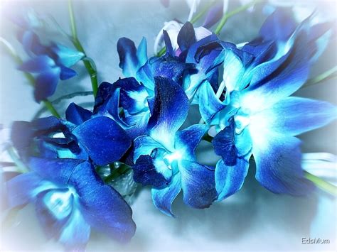 The names attached to the orchids are close approximation as many look almost identical. "Singapore Orchids- in Blue" by EdsMum | Redbubble