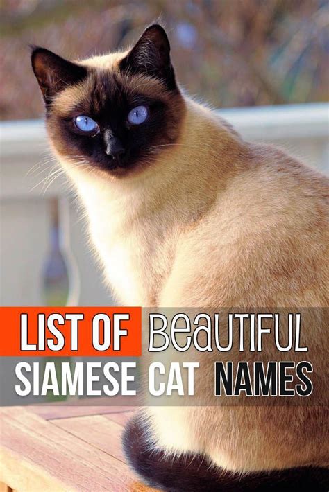 What Are Good Names For Siamese Cats Siamese Cats Rule Images And