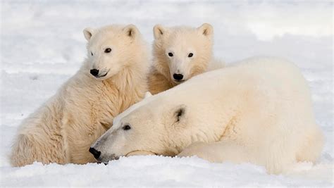 Polar Bears And Melting Ice 3 Facts That May Surprise You