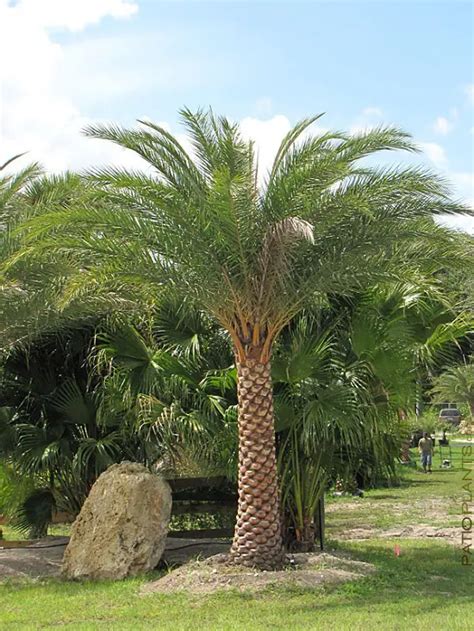 62 Best Palm Trees In Florida Palm Plant Palm Trees Landscaping
