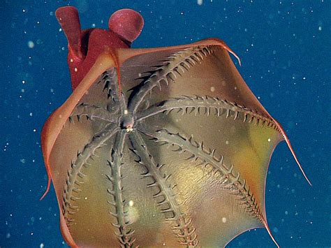 Pictures Vampire Squids Surprising Diet Revealed