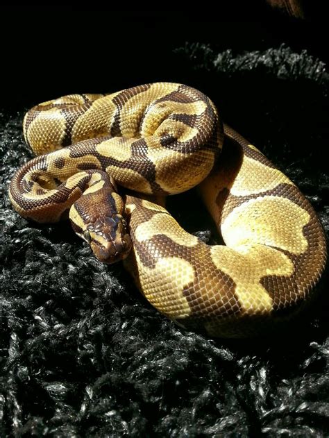Enchi Ball Python Snake Cute Snake Ball Python