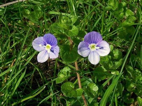 Luckily, not all weeds cause harm to your plants, or your turfgrass. Speedwell Weeds - Controlling Weed Speedwell In Lawns And ...