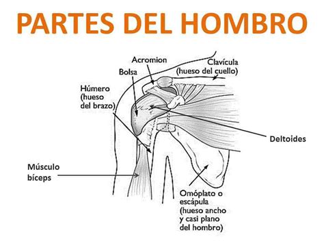 Anatomia Del Hombro Humano