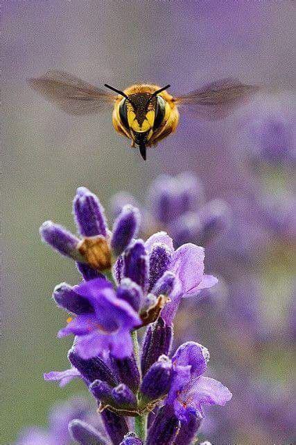 Pin By Andrea Vallejos On Insects Busy Bees Bee Beautiful Bugs