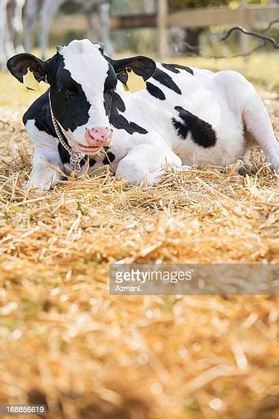 Cows Laying Down Stock Fotos Und Bilder Getty Images
