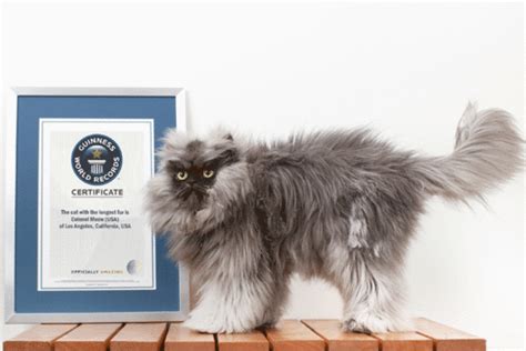 Through Golden Eyes Colonel Meow The Cat Wins Guinness Record For