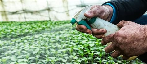 Organic Pesticides Biological Controls And Finding What Can Be Grown
