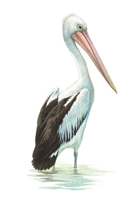 Limited Edition Print On Etsy Australianbirds Pelican Art Pelican