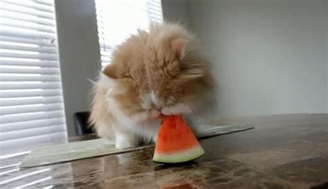 15 Animals Eating Watermelons 15 Pics Amazing Creatures
