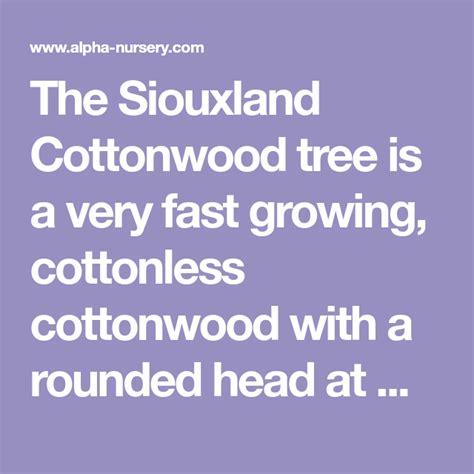 The Siouxland Cottonwood Tree Is A Very Fast Growing Cottonless