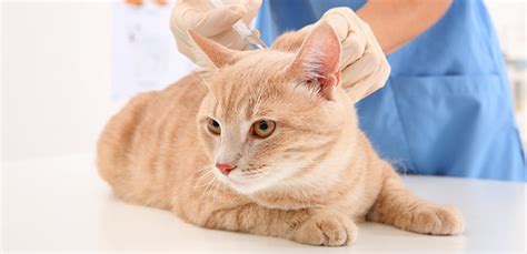 How Often Do Cats Need Shots And Other Preventative Treatments