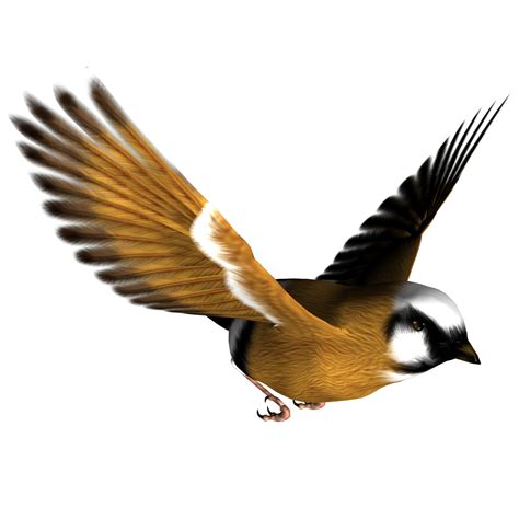 Clipart Bird Png Clipground