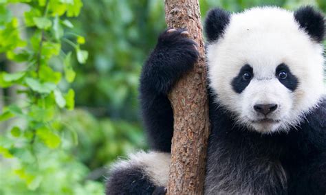 Panda Bear Fact Sheet
