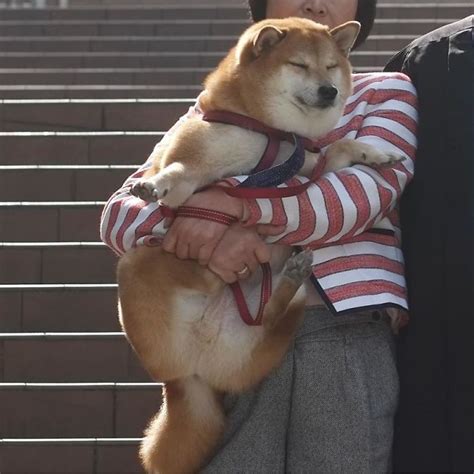 Meme generator, instant notifications, image/video download, achievements and. Adorable Rescue Shiba Inu Is Responsible For The Funny ...