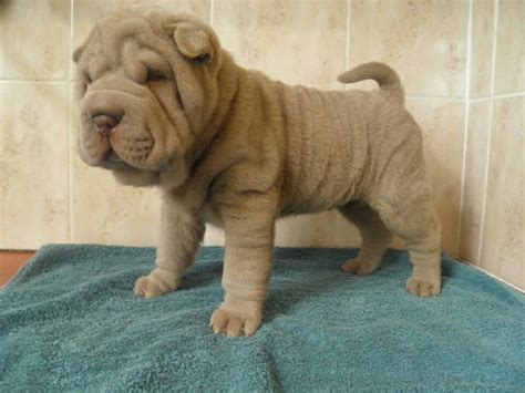 Pin By Kaye Smith On Snuggly Shar Pei Chinese Shar Pei Dog Lovers