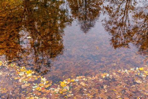 Autumn Leaves In River Water Stock Image Image Of Outdoors Autumn