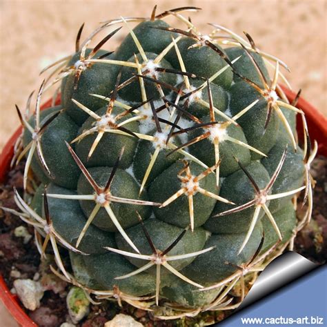 379 likes · 28 talking about this. Coryphantha maiz-tablasensis