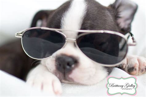 Find the perfect puppy for sale in cleveland, ohio at next day pets. Puppy Photographer | Introducing Scarlett | Brindle boston ...