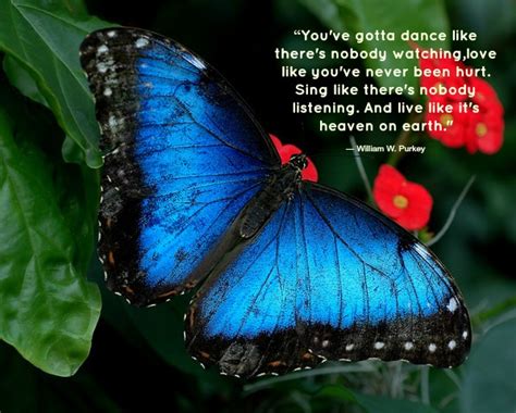 Quotes About Angels And Butterflies Quotesgram
