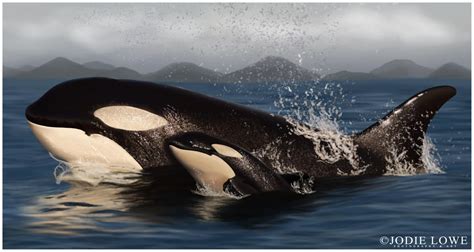 Orca Mother And Calf By Oracle88 On Deviantart