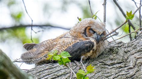 Discover Why Baby Owls Sleep On Their Bellies The Surprising Reason