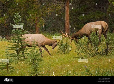 Bull Elk Fighting Banff National Park Banff Alberta Canada Stock