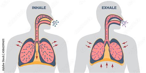Infographics Of Breathing Cycle Inspiration And Expiration Gas