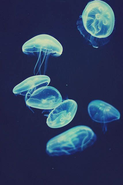 Jellyfish iPhone 5 Wallpaper Colorful Jellyfish, Blue Jellyfish