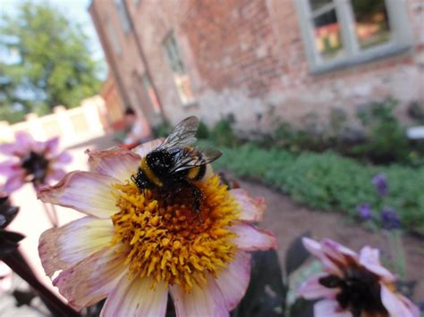 Bees like a range of different flowers, from sunflowers, horsemint, to wild strawberries. Bees able to spot which flowers offer best rewards before ...