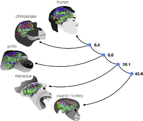 Figure 1 From Large Scale Comparative Neuroimaging Where Are We And What Do We Need Semantic