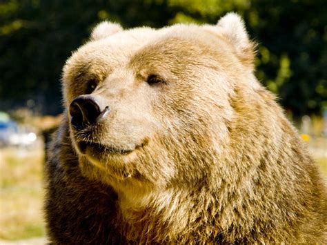 Happy Bear Stock Photo Image Of Bulk Portrait Grizzly 3700446