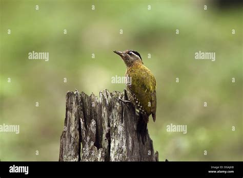 Streak Throated Woodpecker Nagarhole National Park Kabini Karnataka