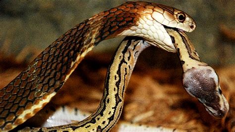 Craziest Animal Attacks Eagle Vs King Cobra Snake Fight Deadly Animals