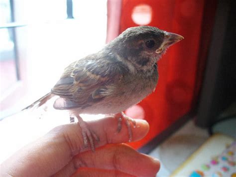 Anda bisa menggunakan semua gambar dari galeri ini untuk keperluan anda, menggunakannya secara bebas. Gambarnya Aldriana: Burung Gereja Hinggap di Jendela