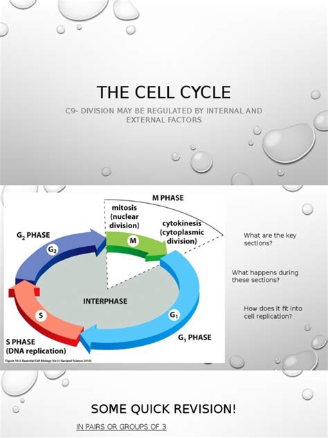Although this basic mechanism is conserved with all other eukaryotes, plants show novel features of. bio-lesson-plan-powerpoint | Mitosis | Cell Cycle