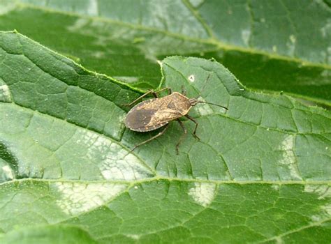 Maybe you would like to learn more about one of these? Squash Bugs: How to Identify and Control Squash Bugs | The ...