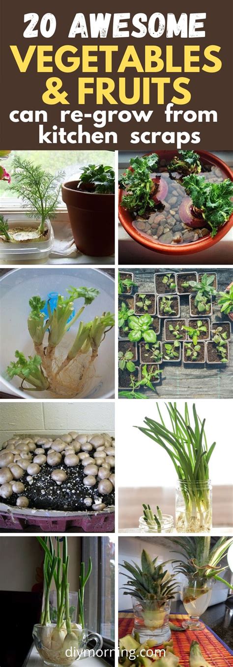 20 Best Vegetables Herbs And Fruits Can Regrow From Kitchen Scraps