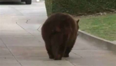 eine frau wird in ihrem hinterhof von einem bären angegriffen sie wehrt sich mit ihrem laptop