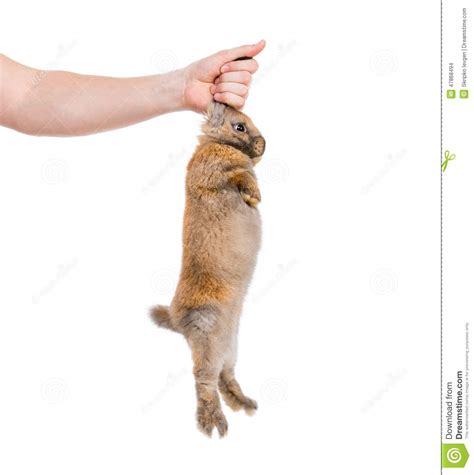 Rabbit In Hand Stock Photo Image Of Young Holding Hare 47868494