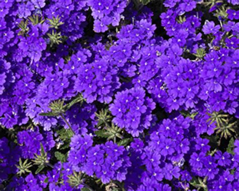 Verbena Lanai® Royal Purple With Eye Pleasant View Gardens