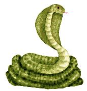 Snakes - the story about live