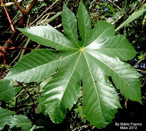 A folha da mamona mastera folha da mamona master. Meu Cantinho Verde: MAMONA - ( Ricinus communis )