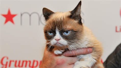 Mort De Grumpy Cat Découvrez La Fortune Du Chat Le Plus Riche Du Monde