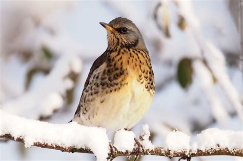 #wacholderdrossel instagram videos and photos. Wacholderdrossel - LBV - Gemeinsam Bayerns Natur schützen