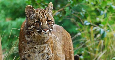 The unique spotting on a bengal cats' coat gives them an exotic and wild. Slinking through Dibang Valley - researchers find six ...