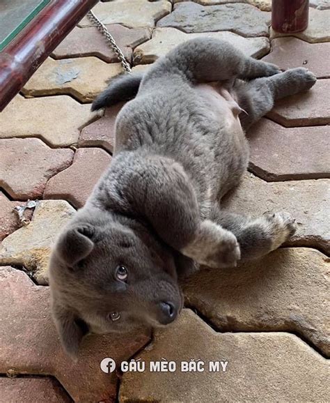 Meet The Derpy Fuzzball That Looks Like A Cat Dog Hybrid